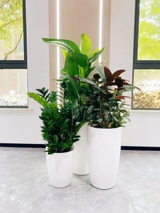 专业花木出租,为宁波添一抹绿意